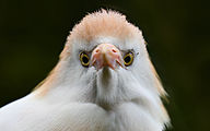Cattle egret (male, Bubulcus ibis)